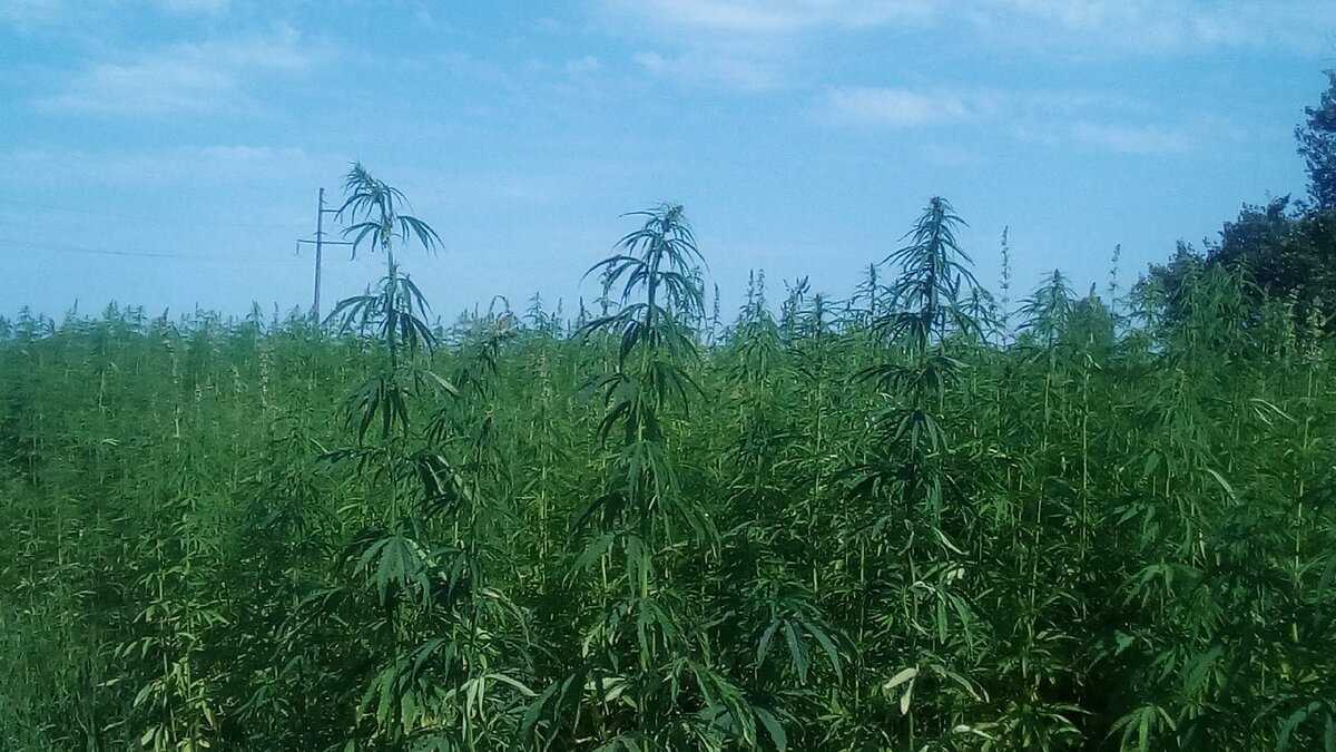 Марихуана геленджик заказать по почте