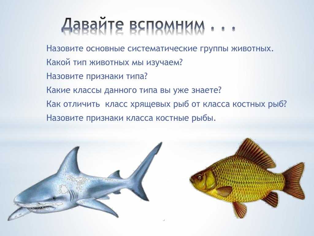 Три примера хрящевых рыб