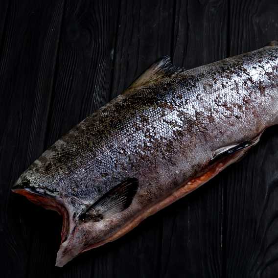 Рыба чавыча: описание, места обитания, как и на что ловить?