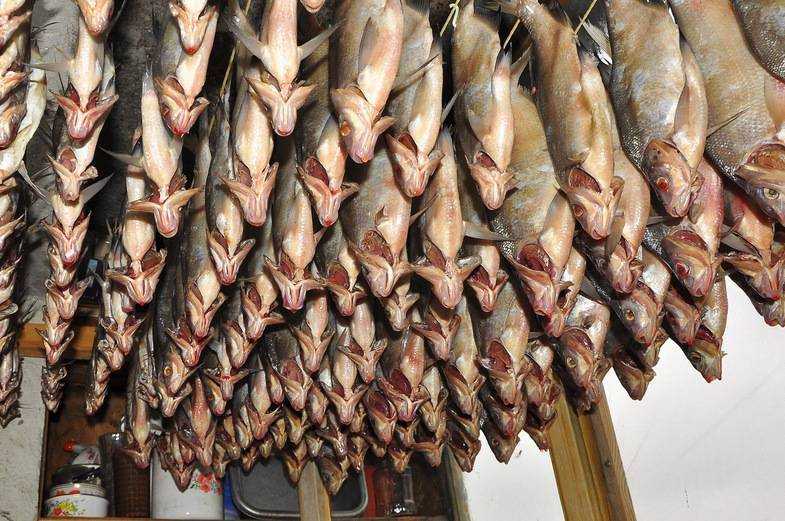 Вяленая рыба считается вкусным и полезным продуктом питания для человека Технология вяления не предусматривает обработки рыбы повышенной температурой