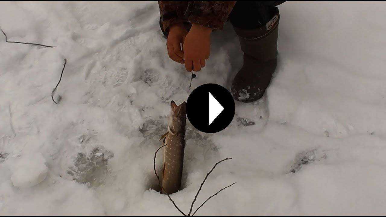 Ловля налима на перемет зимой: видео. где поймать налима?