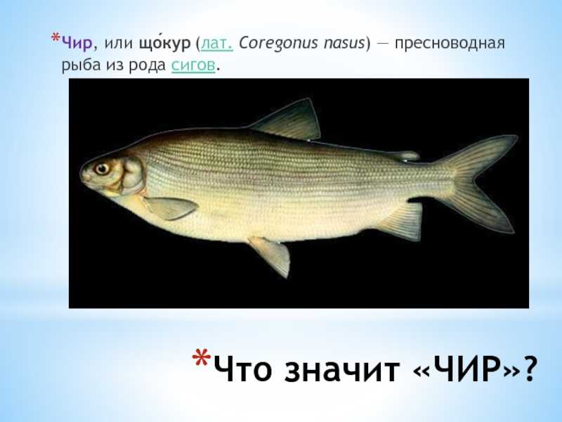 Описание рыбы щекур