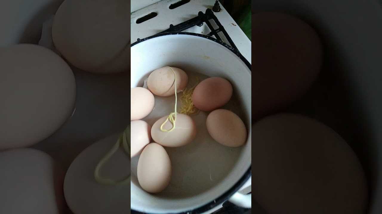 7 способов получить от курицы крупные яйца