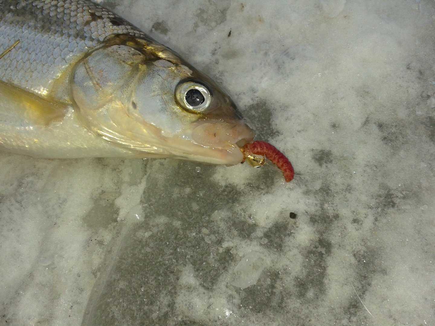 Зимняя рыбалка на сига. Чивыркуйский залив рыбалка. Мормышки на сига рипуса. Мормышки для ловли сига. Мормышки на сига летом.
