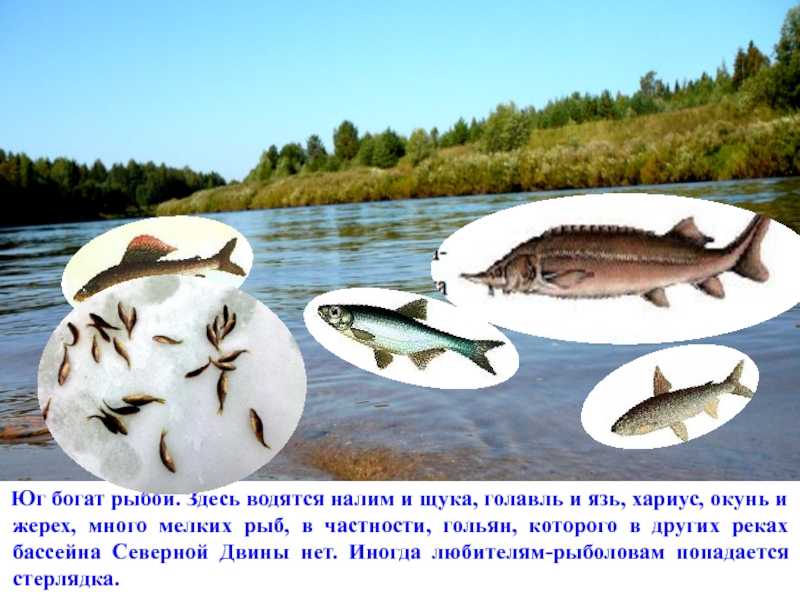 Рыбы северных озер. Ихтиофауна реки Кубань. Рыба Северной Двины. Обитатели озера. Рыбы обитающие в Озерах.