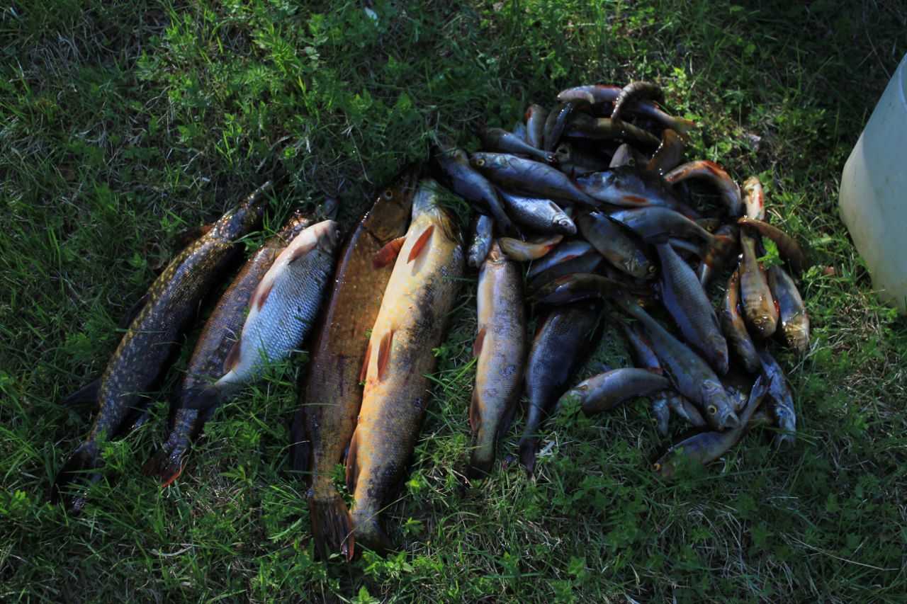 рыбалка на озерах карелии
