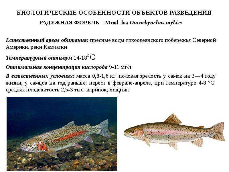 Ласка: описание животного, чем питается, среда обитания