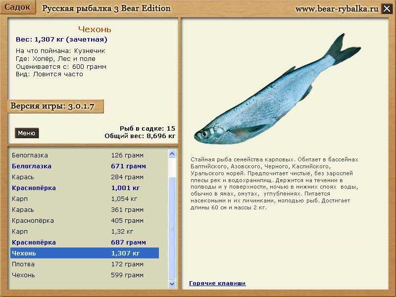 Русская рыбалка чехонь