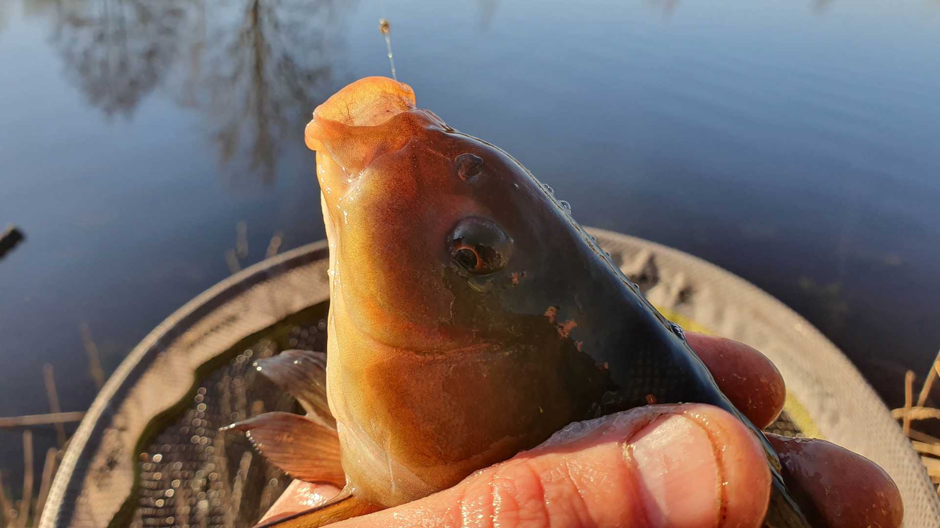Ловля фидером на озере: выбор оснасток и тактики рыбалки