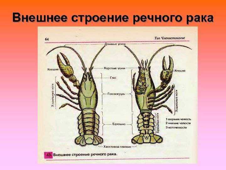 Внешнее строение речного рака рисунок без подписей