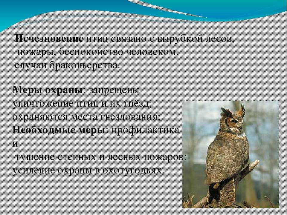 10 редких видов животных, встречающихся на территории россии
