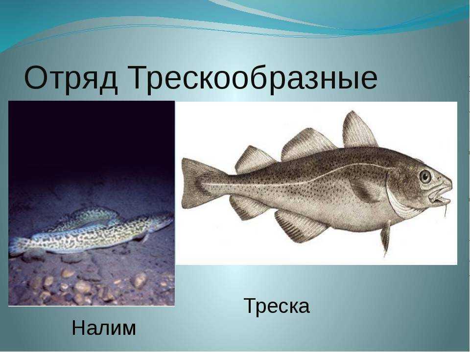 Рыбы семейства тресковых: описание, фото, места обитания