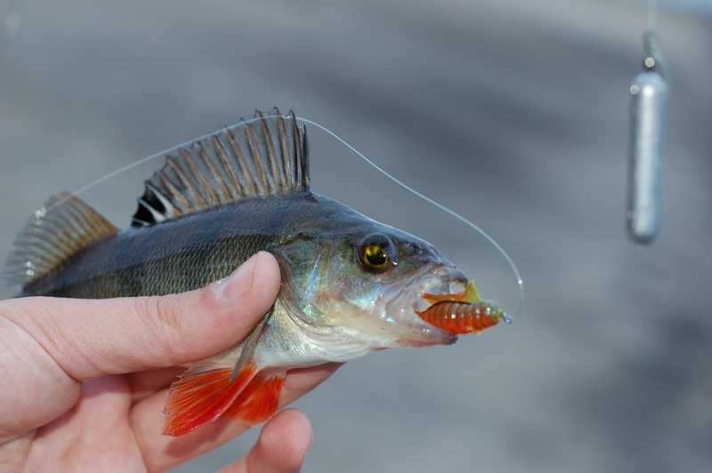 Советы по ловле окуня от рыболовов | как ловить окуня?