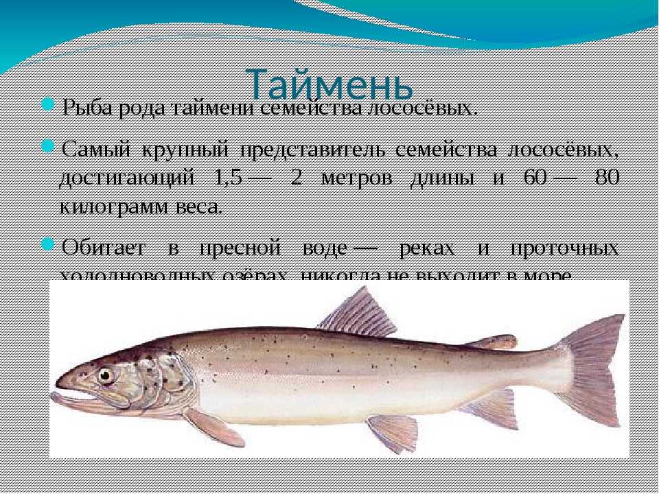 Таймень – фото, описание, ареал, рацион, враги, популяция